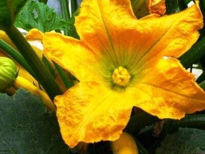 Learning to Break Seed-Saving Rules to Breed Our Own Vegetables Image